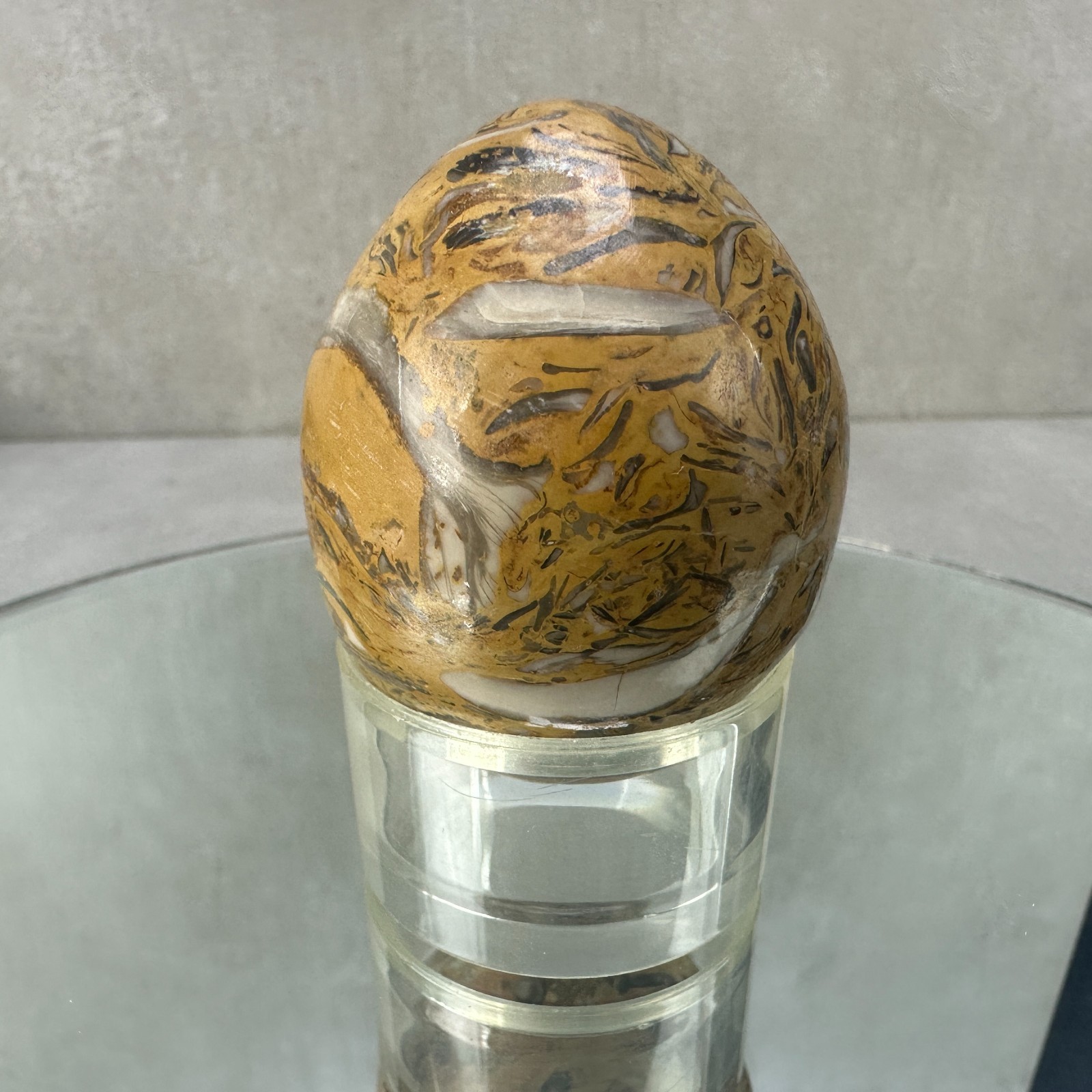 Polished Stone Egg Fossilized Clam Shell Carved Seashell Hash Compressed Swirl