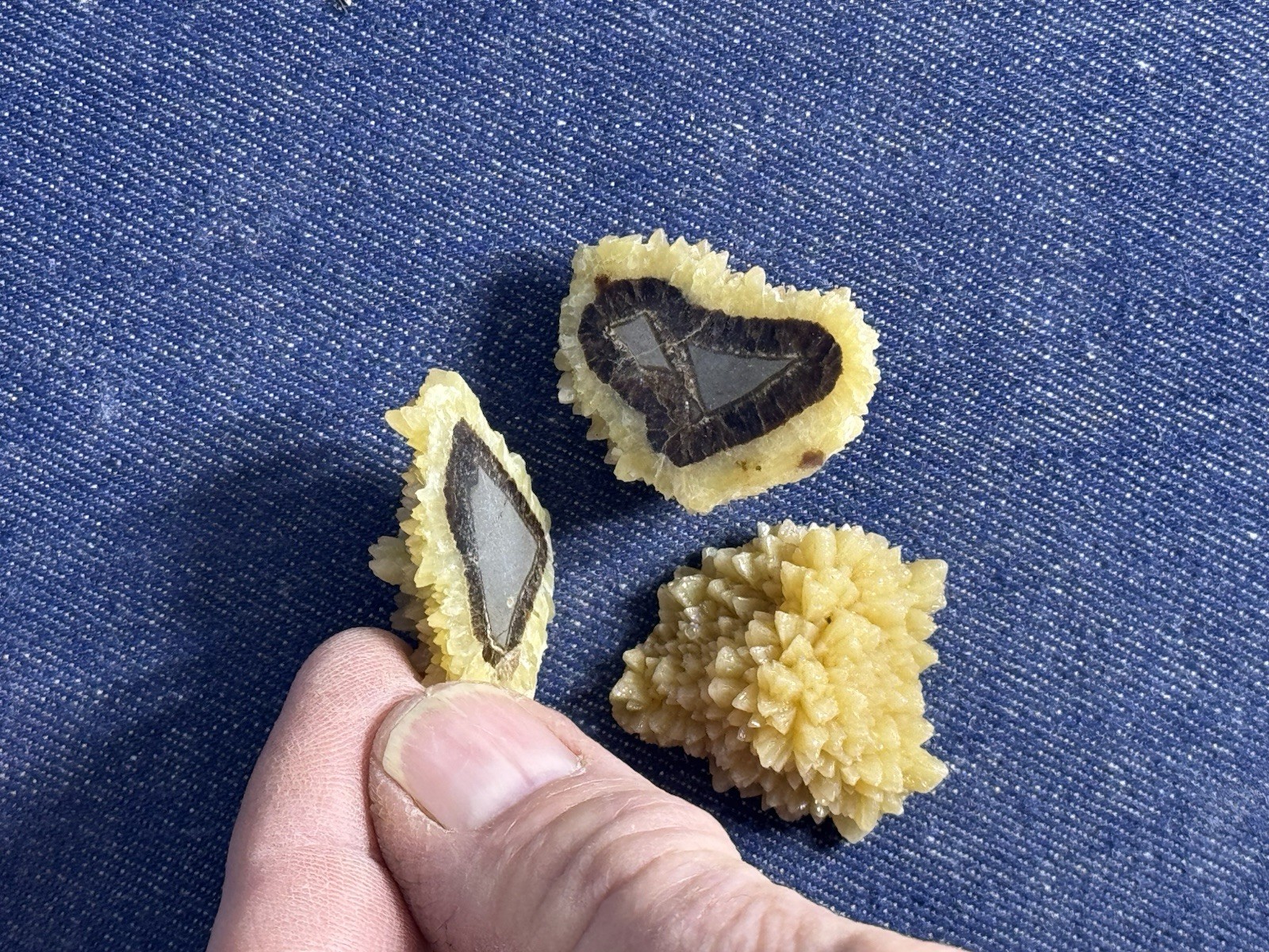 3 Septarian Nodule Hollow Freeform ( Utah)