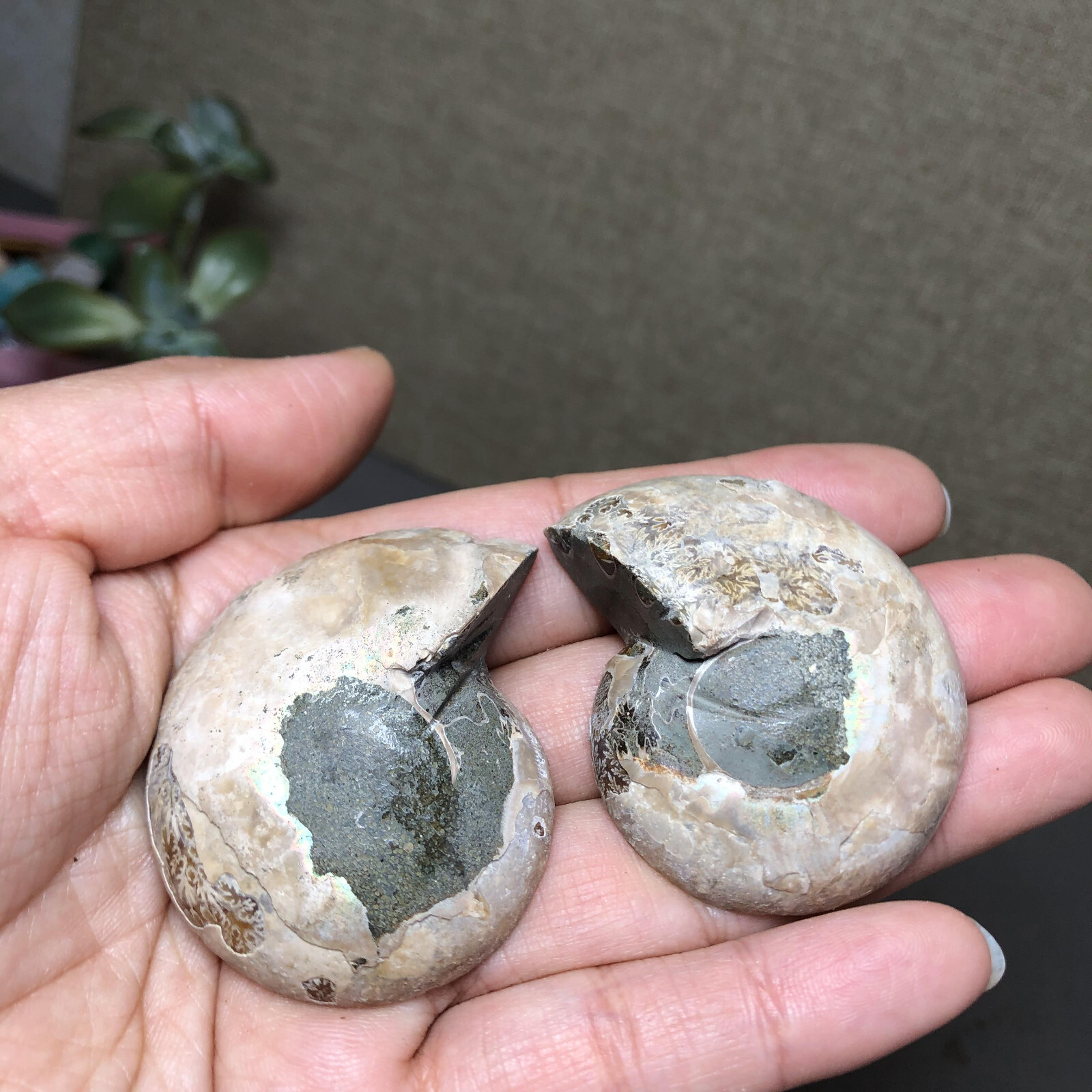 1 pairs of Split Ammonite conch Specimen Shell Healing 48mm 61g A4577