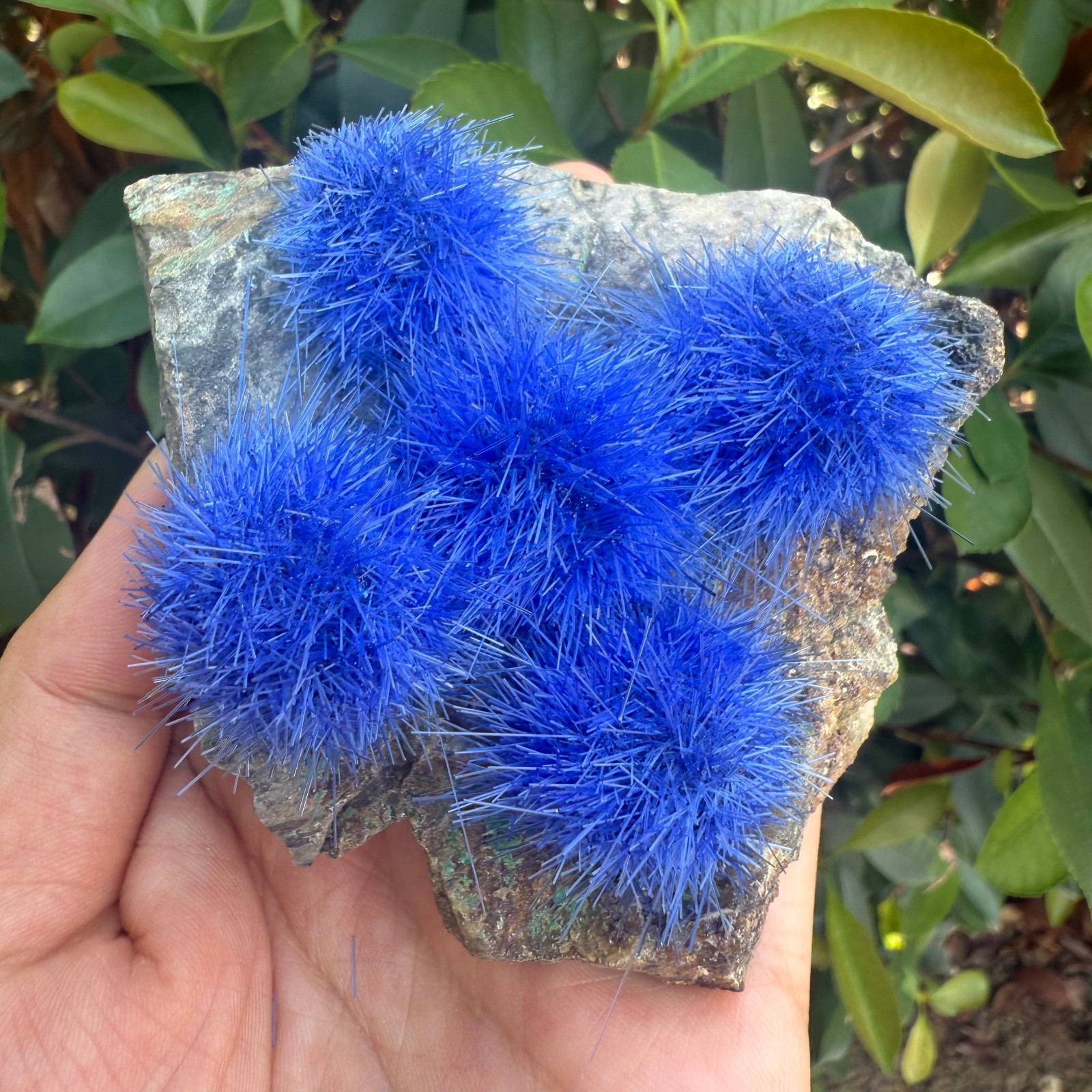 Raw Rough Dandelion Zeolite Cluster Blue Cave Quartz Crystal Specimen Decoration