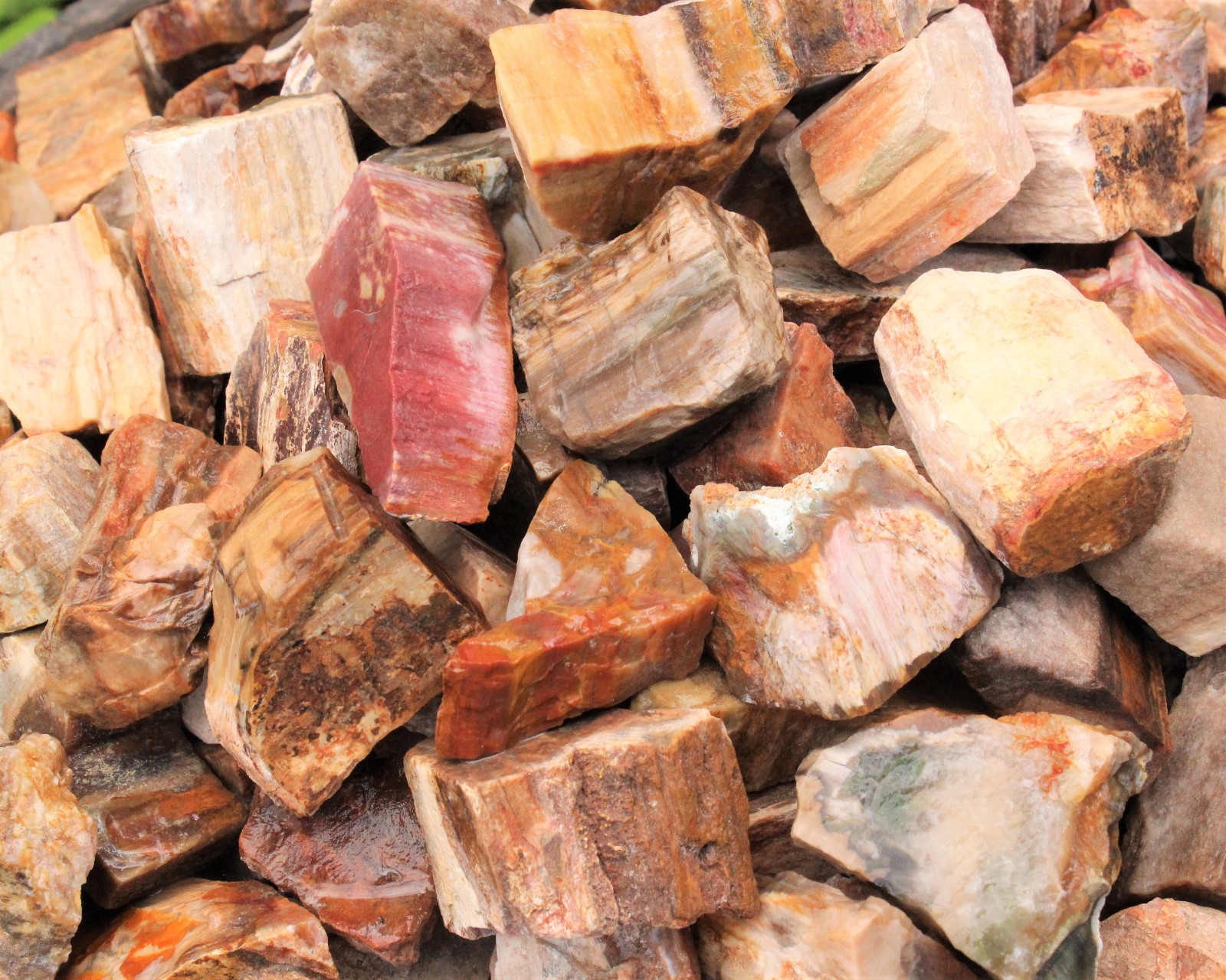 Single LARGE Rough Petrified Wood Crystal, 2-3″ (Natural Raw Petrified Wood)