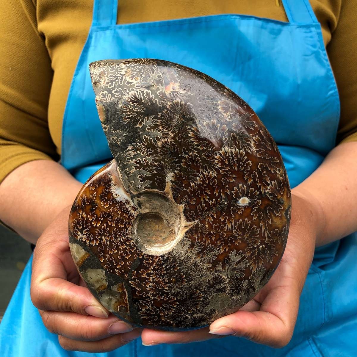 2pc 3.47LB Rare! Natural Tentacle Ammonite Specimen Healing Madagascar