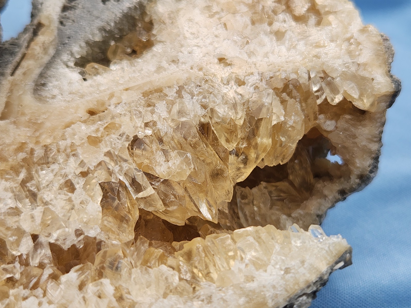 Full Calcite CRYSTAL WHELK Shell Fossil Rucks Pit Florida dogtooth CUT POLISHED