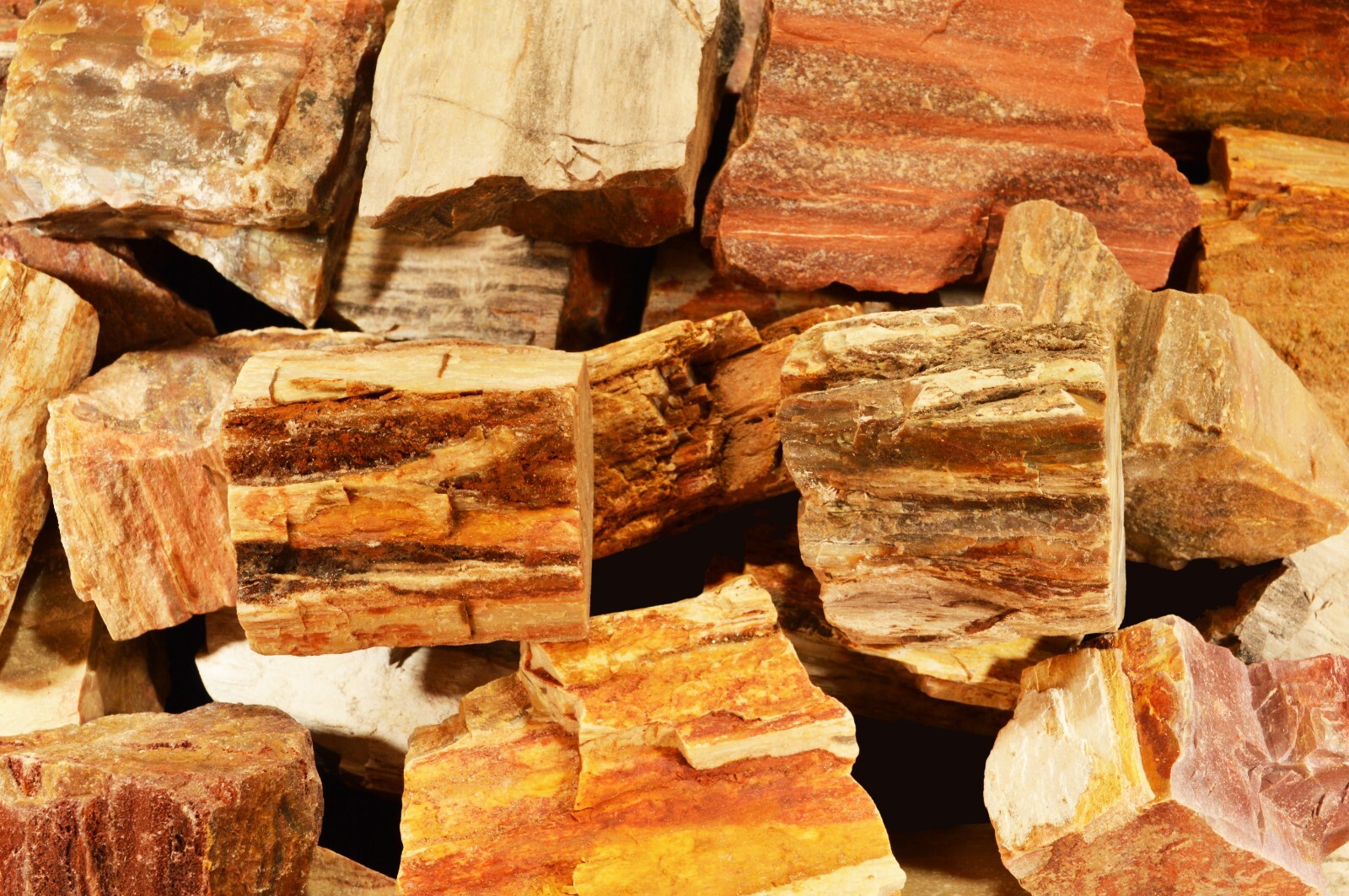 PETRIFIED WOOD 2″ 2 Pieces Madagascar Raw Rock Mineral Specimen Chakra Healing