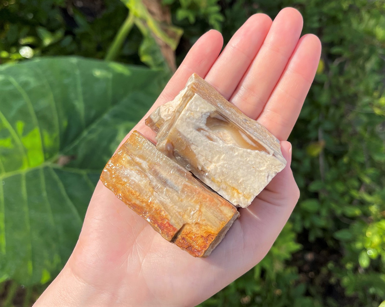 Single LARGE Rough Petrified Wood Crystal, 2-3″ (Natural Raw Petrified Wood)