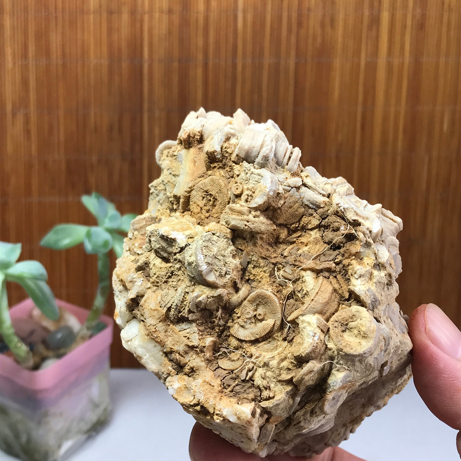 101mm Natural shell petrified rough original mineral specimens 607g A1031