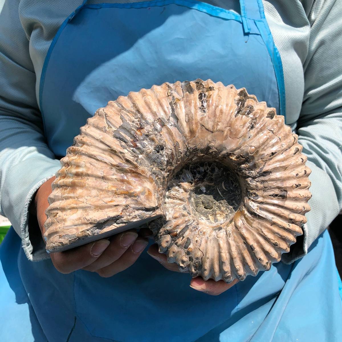 3110G TOP Natural Beautiful fossil conch crystal mineral specimen healing 5393