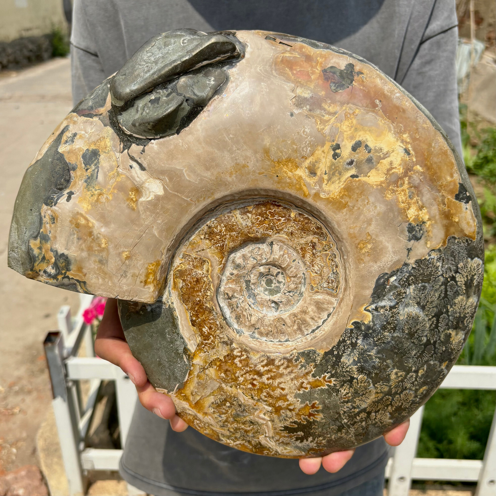 11LB Rare! Natural tentacle ammonite fossil specimen shell healing in Madagascar