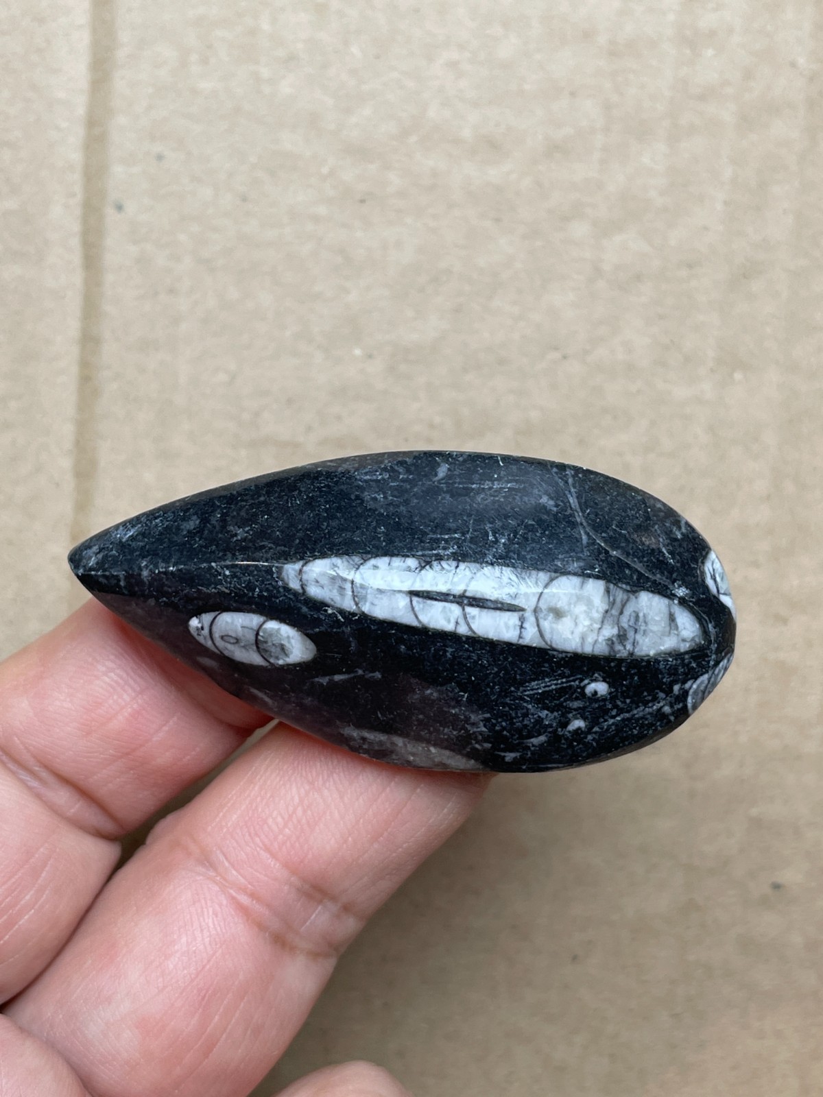 24g natural Sinoceras rock polishing Landscape stone