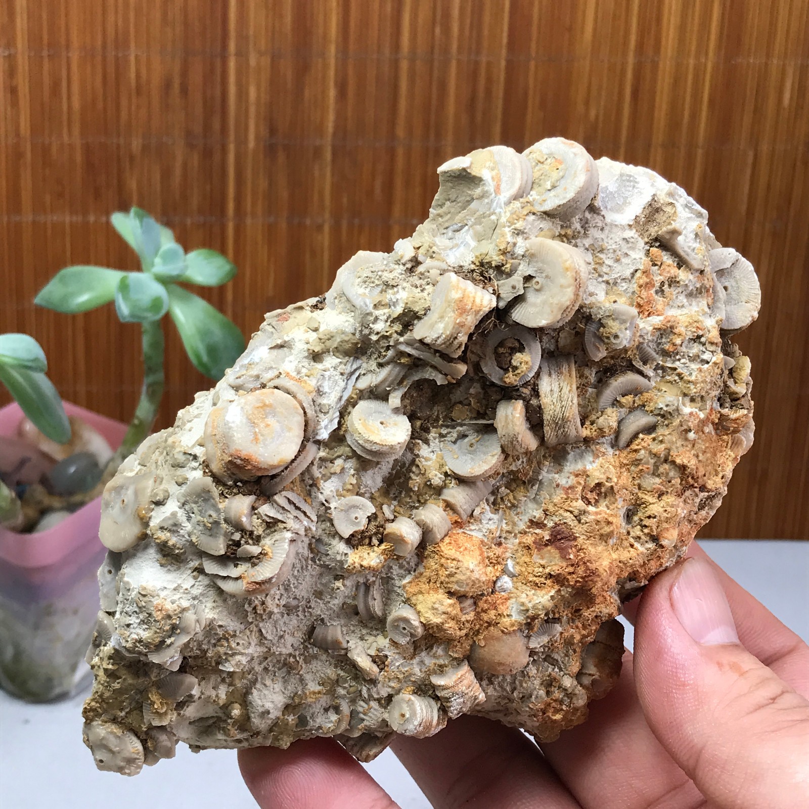 135mm Natural shell petrified rough original mineral specimens 543g A1030