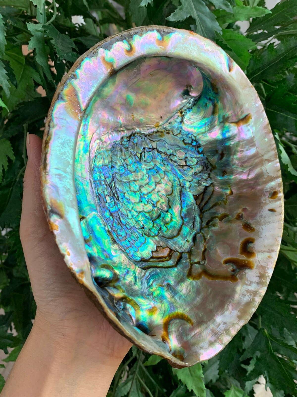 Abalone Shell, Seashell Incense Burner, Smudge Bowl / Holder, Pick a Size