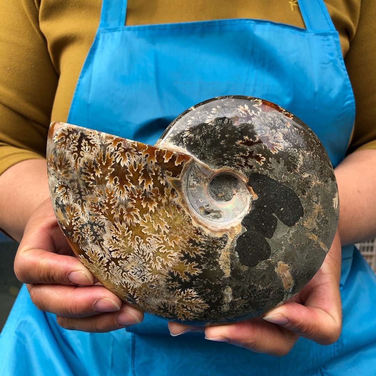 2pc 3.47LB Rare! Natural Tentacle Ammonite Specimen Healing Madagascar