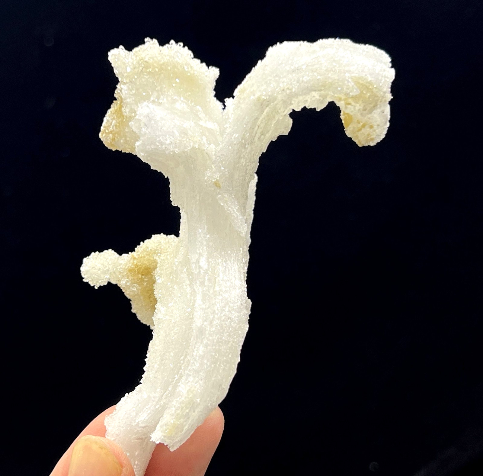 100mm ‘Ram’s Horn’ shape Selenite (Gypsum), Natural Mineral Specimen