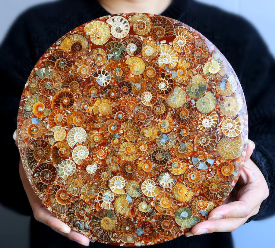 Natural Ammonite Fossil shell Plate specimen Reiki healing + Free Stand 1x