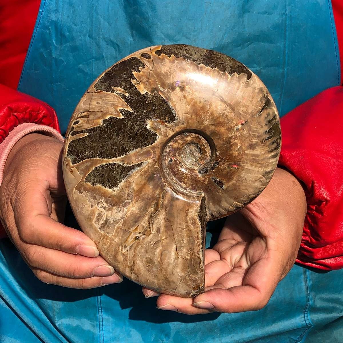 2pc 4.2LB Natural Large Beautiful Ammonite Fossil Conch Specimen Healing