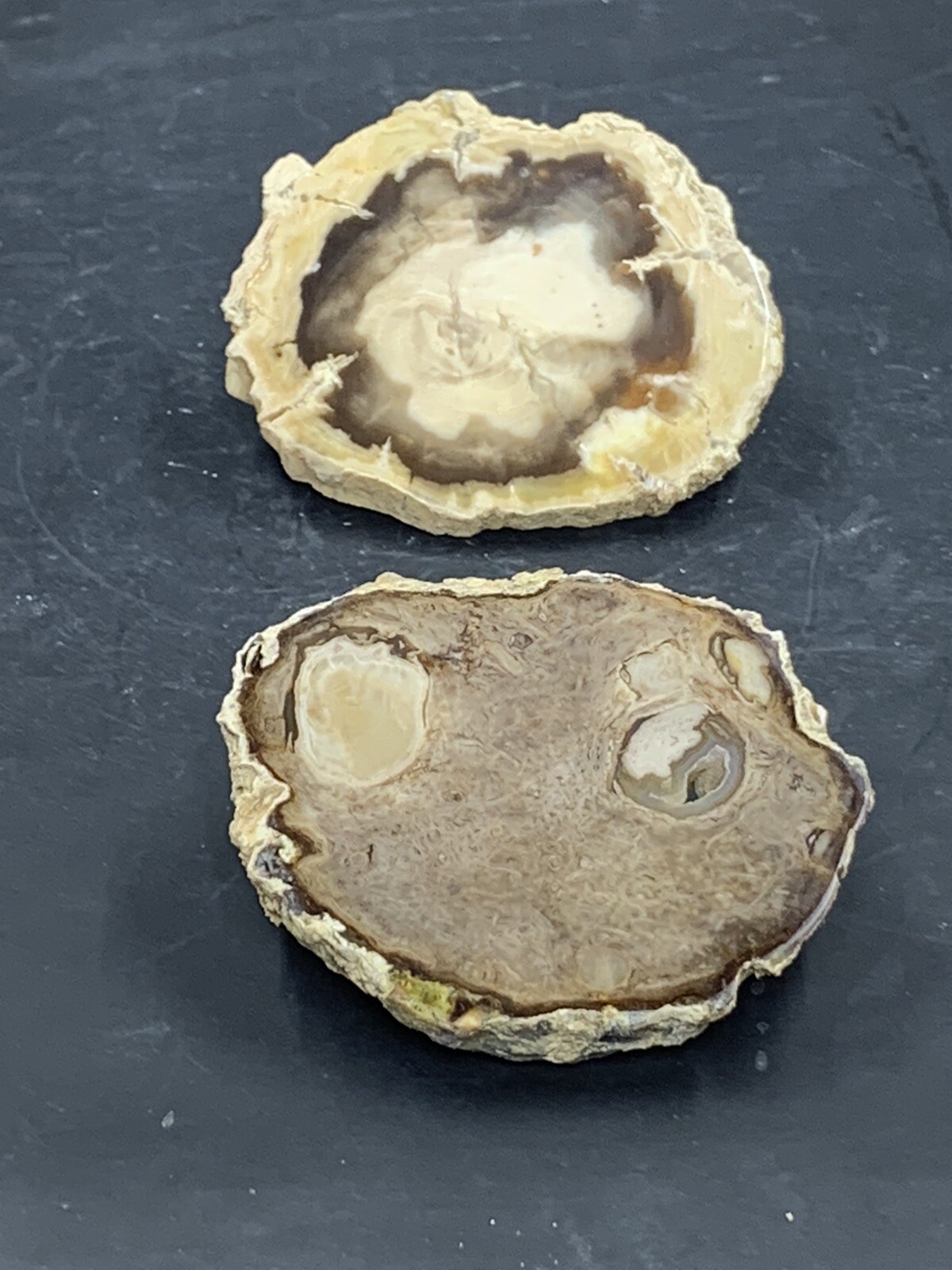 2 Saddle Mountain Petrified Wood Slabs ( Oregon)