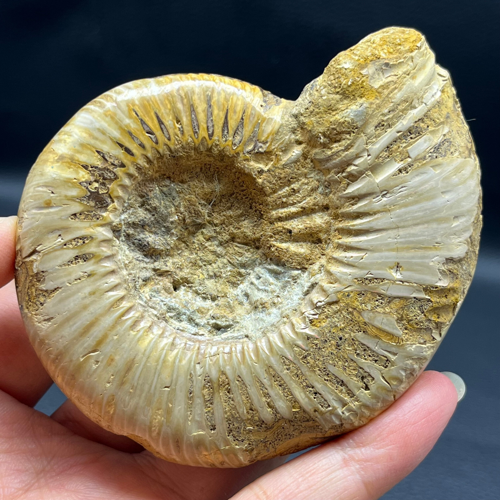 163G Natural conch specimens from Madagascar Rough without any treatment Y3