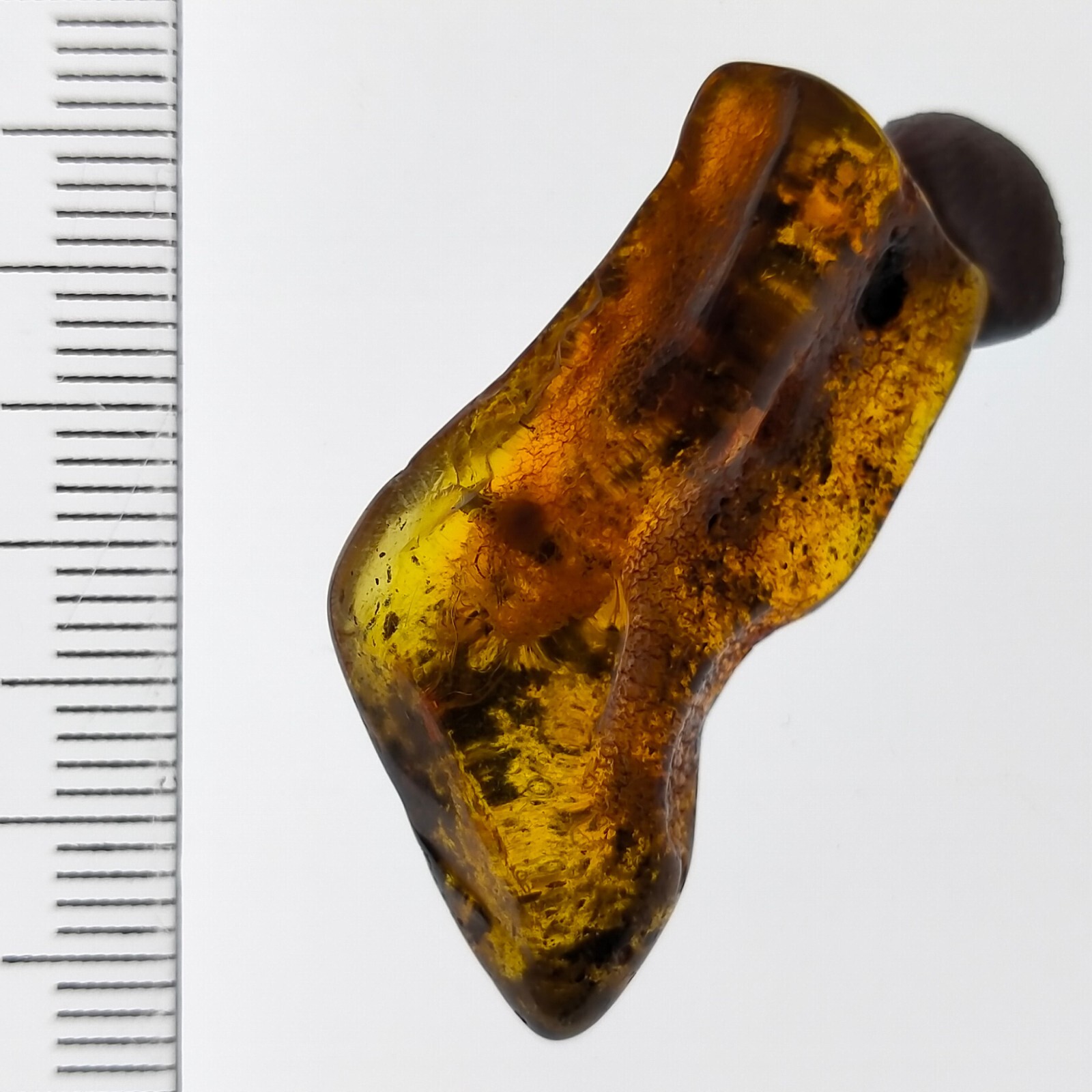 Insect in Amber natural gemstone trapped fossil inclusion Watch Video 11.2ct
