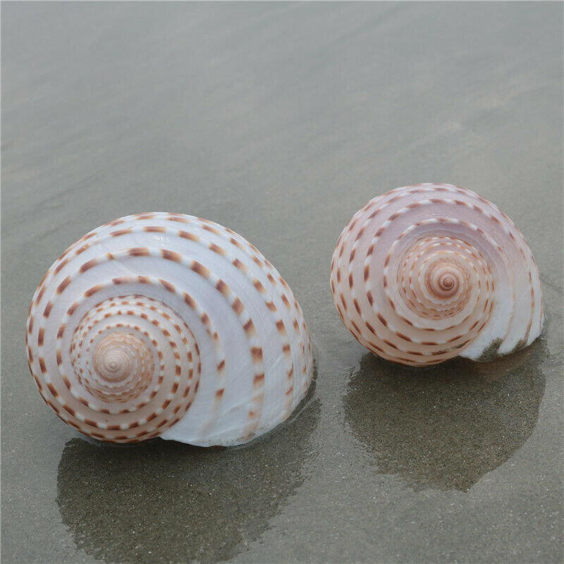 1pc Natural ROOSTER Conch Shell Sea Snail Aquarium Fish Tank Ornament Landscape