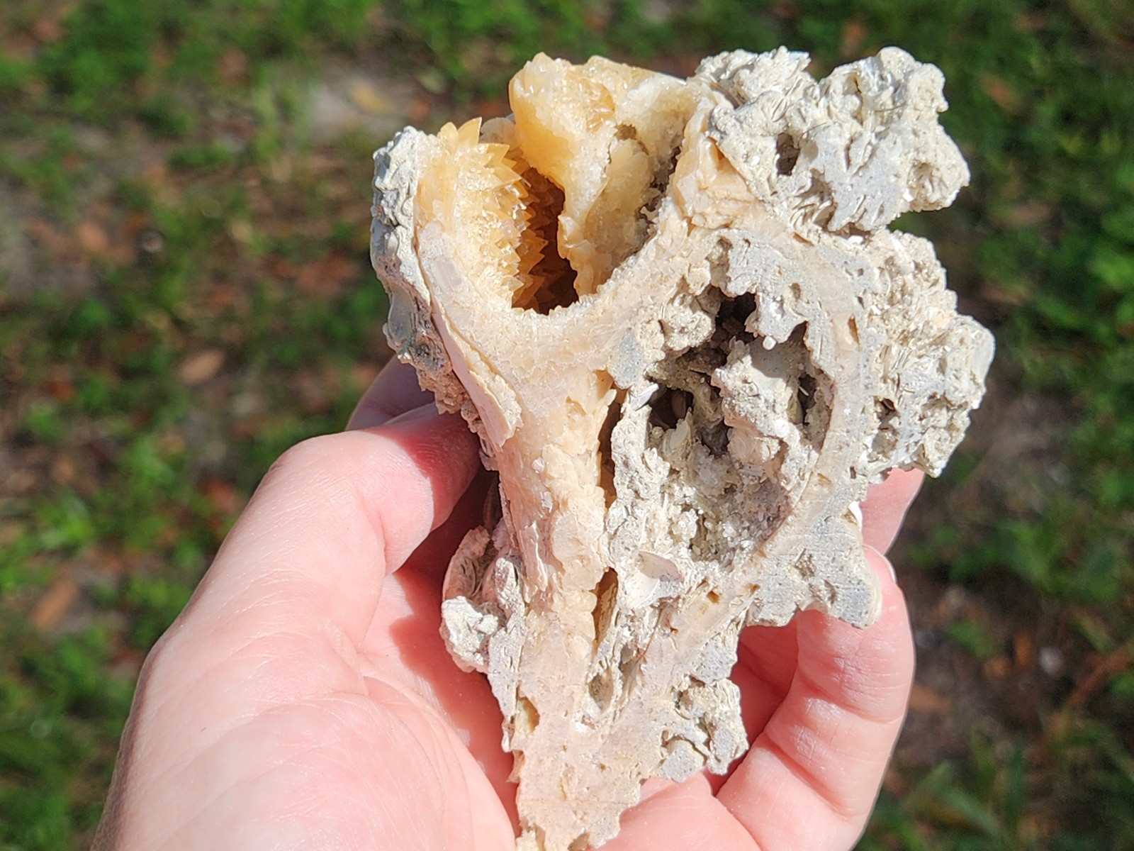Calcite WHELK SHELL Fossil Rucks Pit Florida dogtooth UV crystal honey