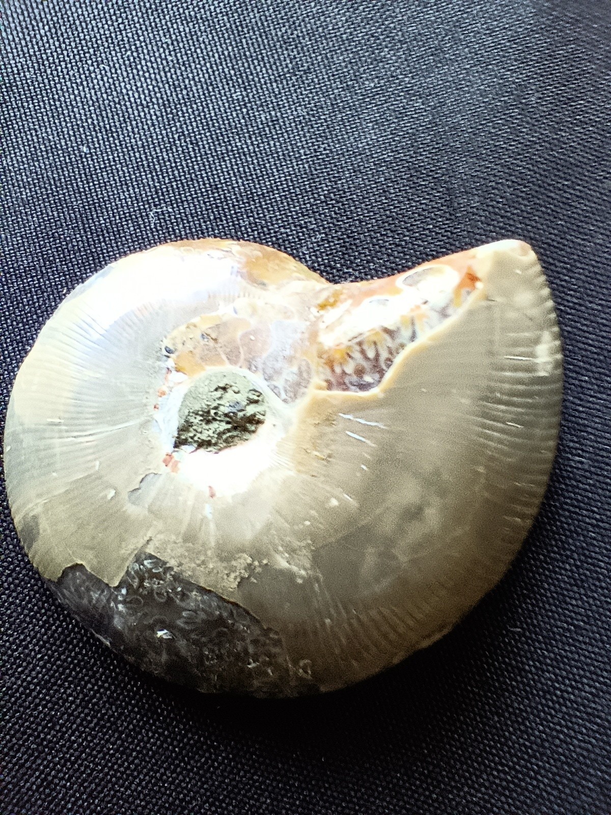 LOT OF 10 POLISHED Ammonite Fossil Conch Crystal Specimens GONIATITE PENDANTS +