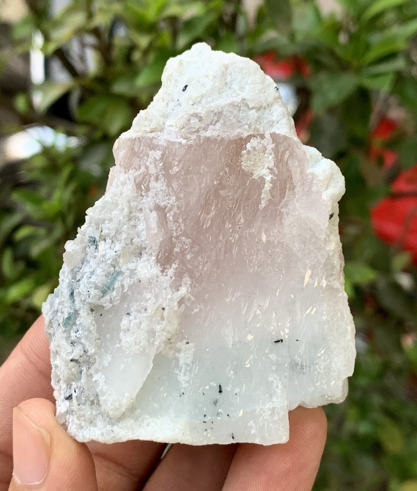 550 Cts Beautiful Aquamarine Var Morganite with Tourmaline from Afghanistan.