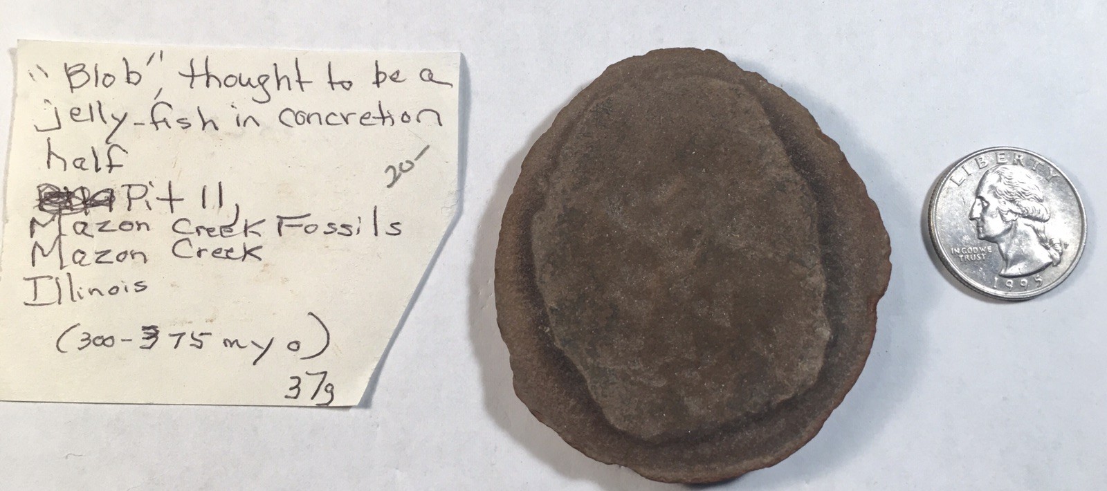 “Blob” Thought To Be Jellyfish, Concretion Half, Mason Creek, Illinois