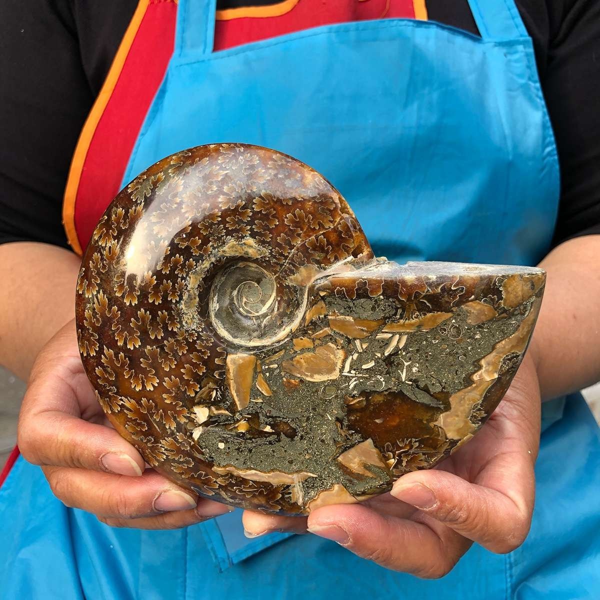 4.2LB 3pc Rare! Natural Tentacle Ammonite Specimen Healing Madagascar