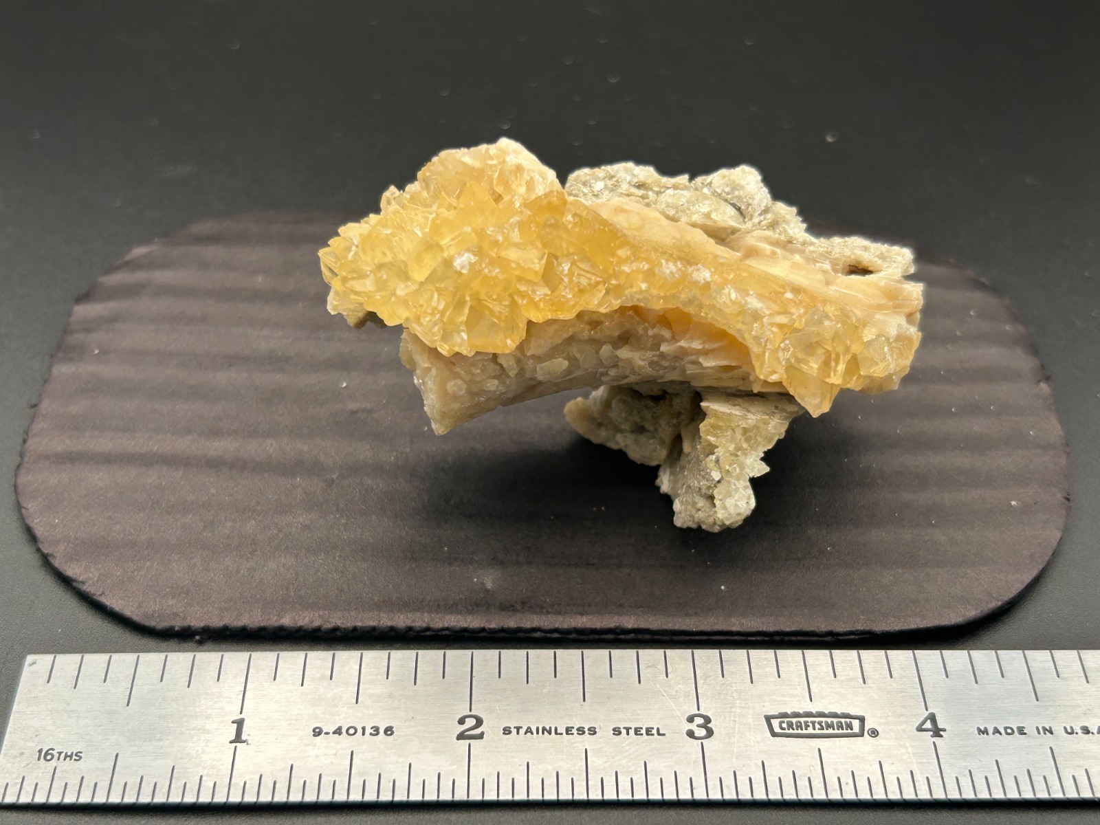 Partial Whelk Honey Calcite Crystal Fossil Shell Florida Fort Drum Fluorescent