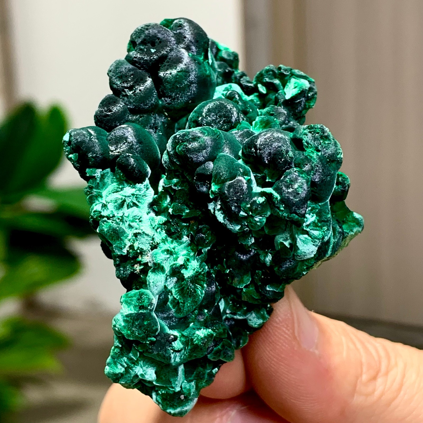 81G Natural glossy malachite cat eye transparent cluster rough mineral Sample