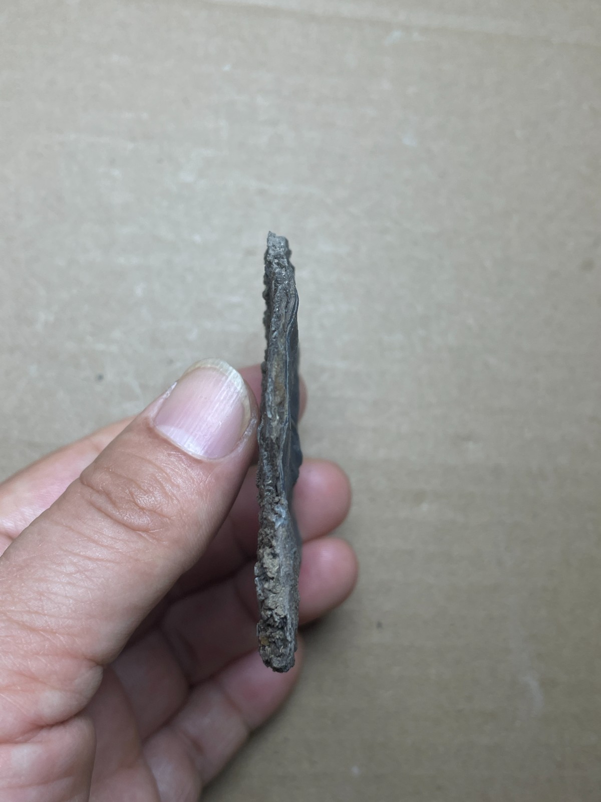 25g Beautiful Oxynoticeras Landscape stone