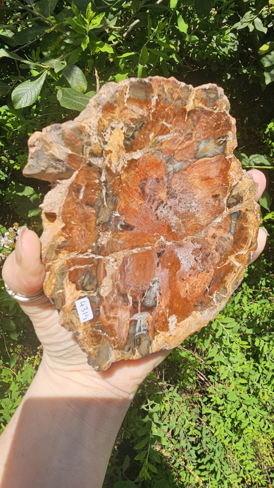 large petrified wood slice slab healer self Fossilised 431g 13.6cm pet