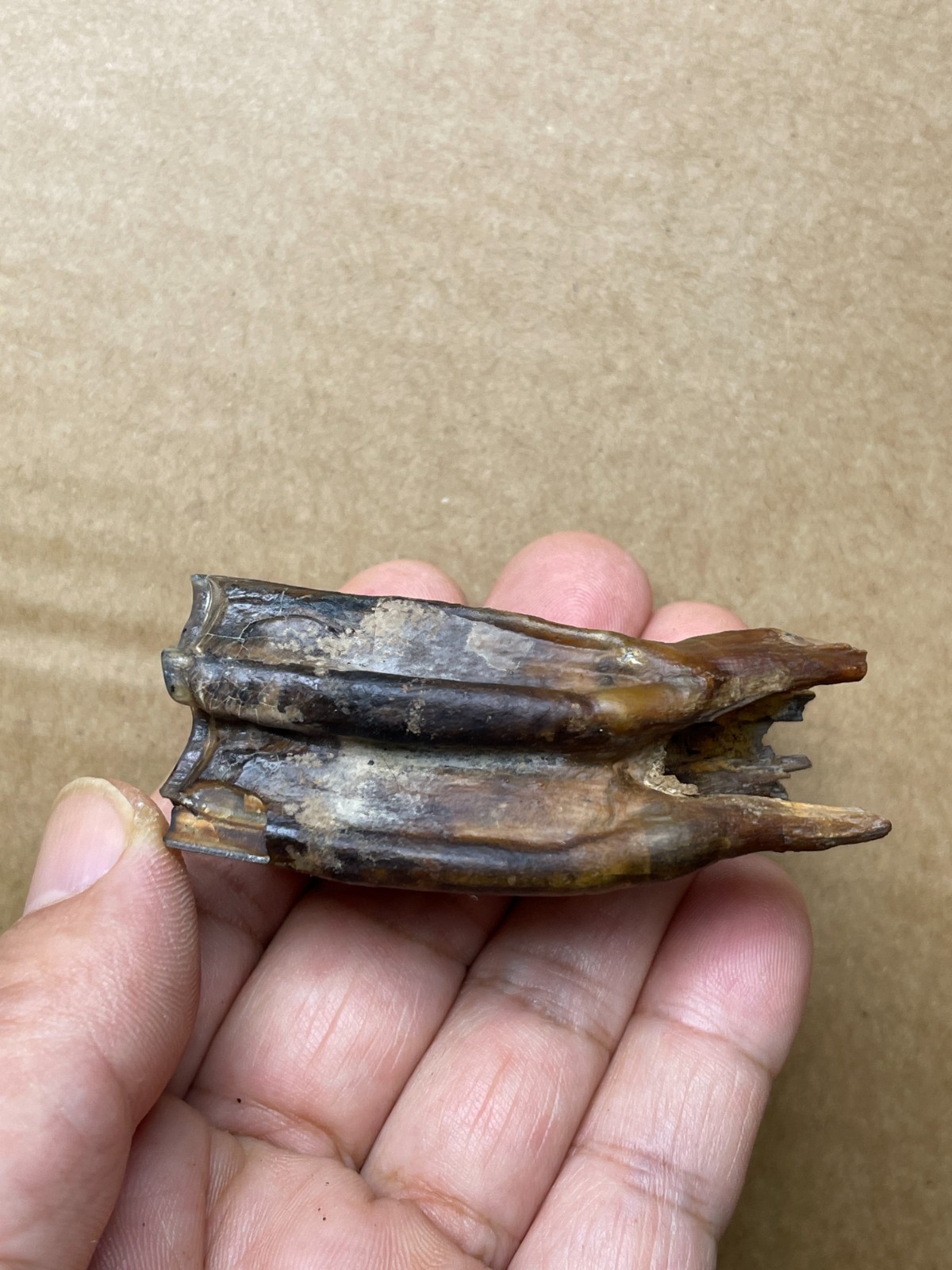 50g beautiful Ice Age tooth collection