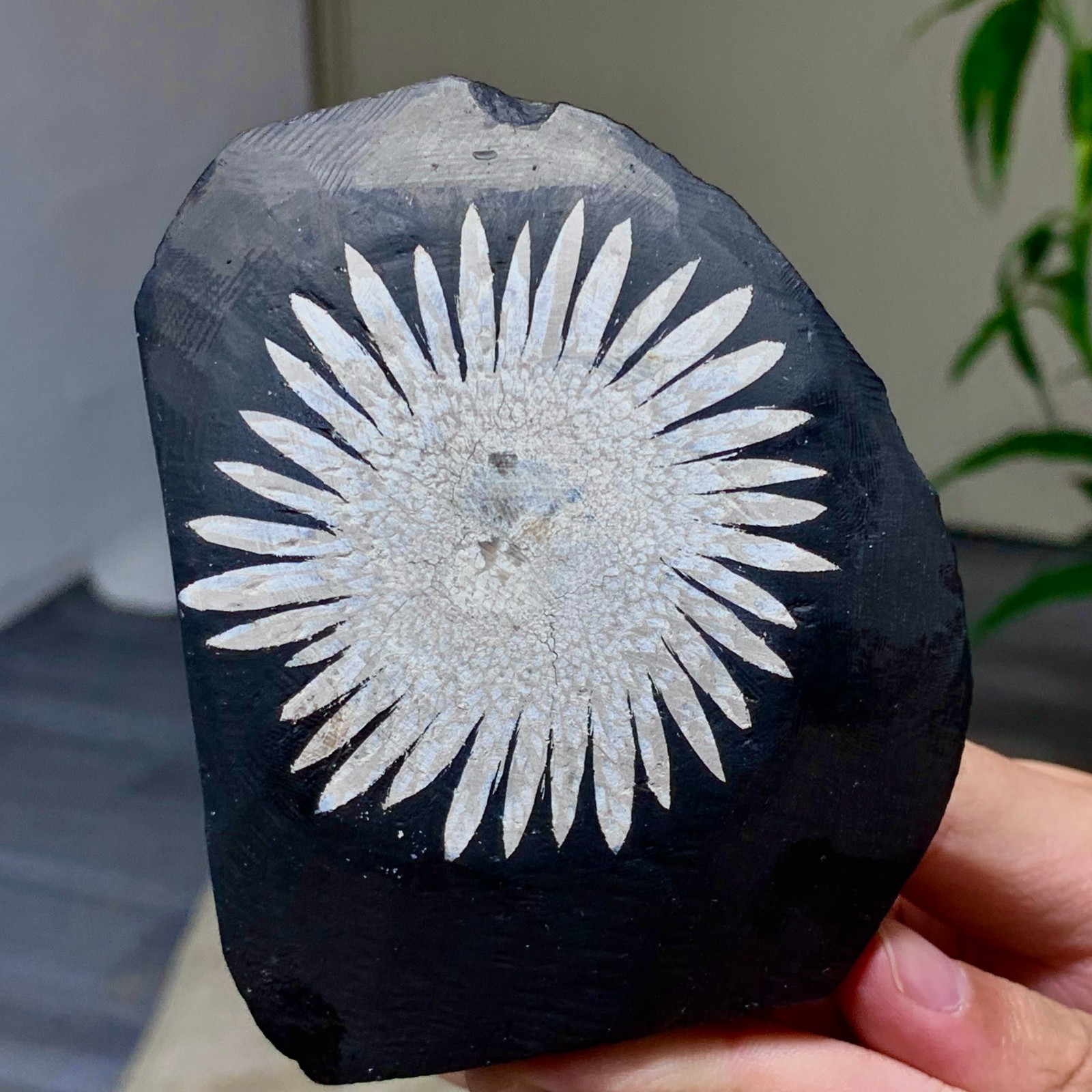 346G Natural chrysanthemum stone crystal mineral rough freeform healing gift