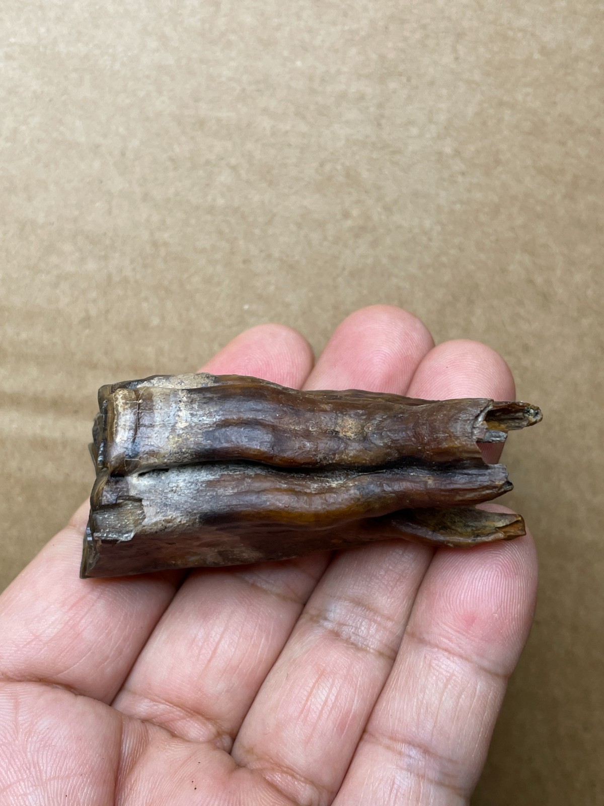 50g beautiful Ice Age tooth collection