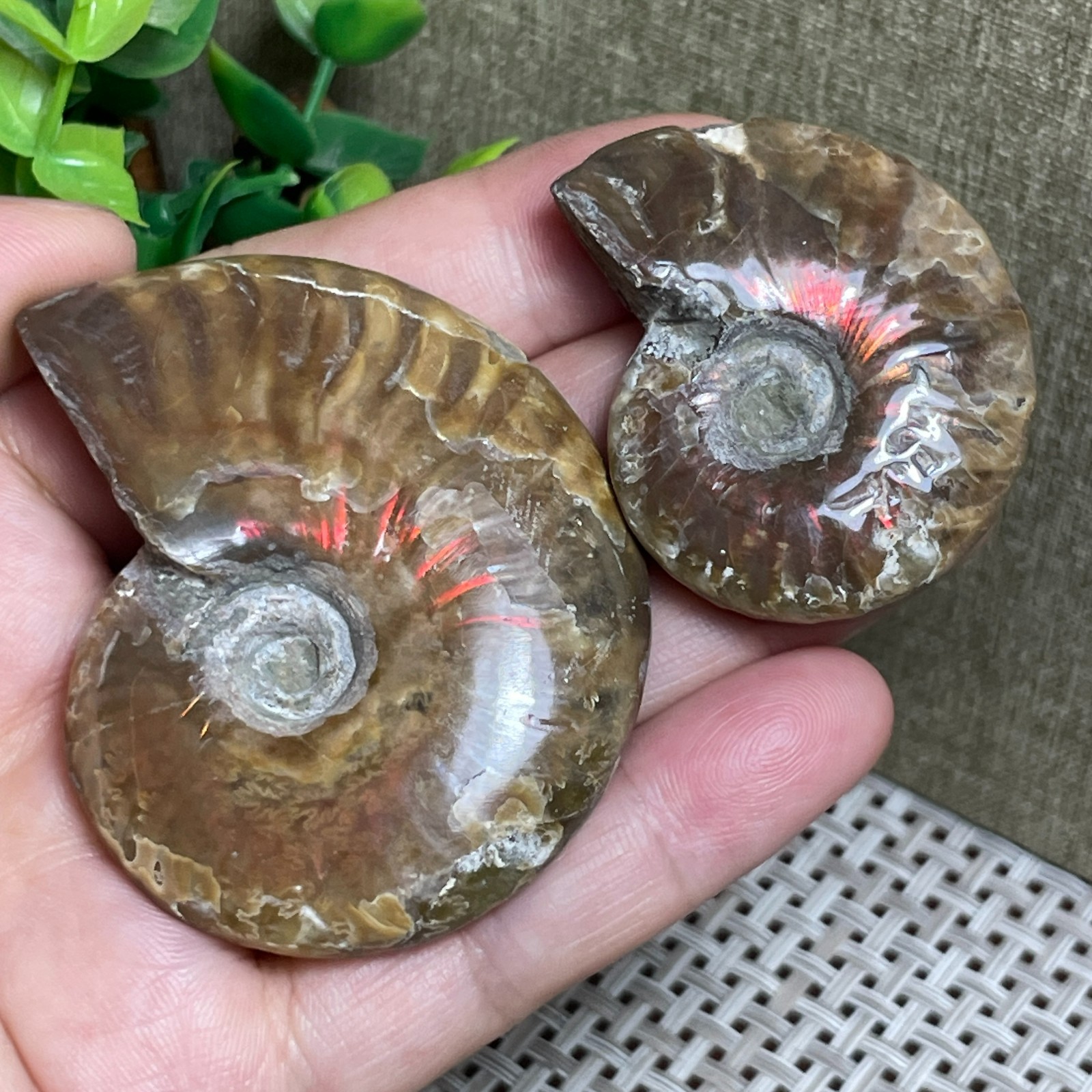 2pcs Rainbow Iridescent polishing Stone sculptor decoration specimens 89g