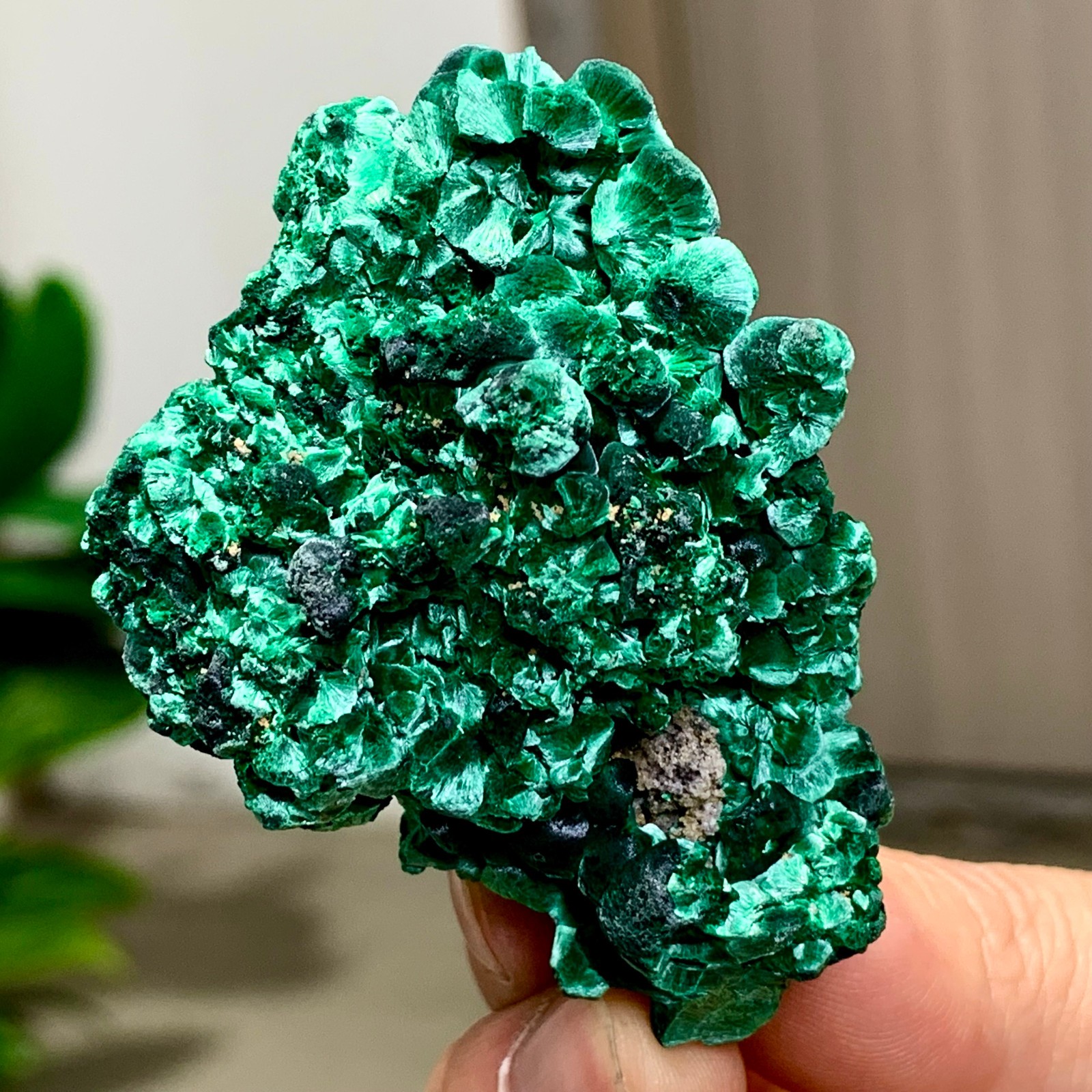81G Natural glossy malachite cat eye transparent cluster rough mineral Sample