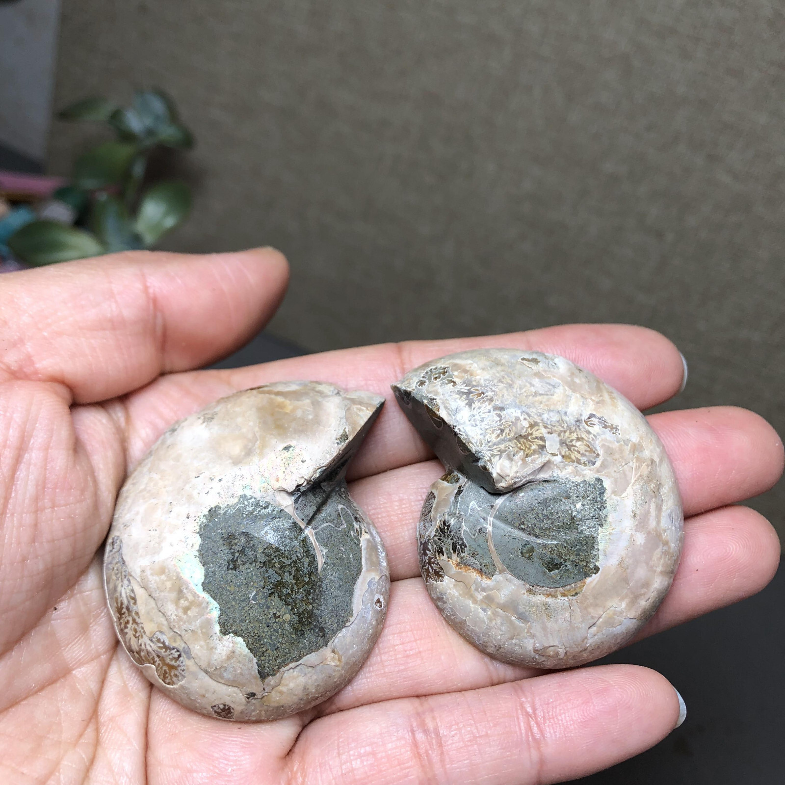 1 pairs of Split Ammonite conch Specimen Shell Healing 48mm 61g A4577