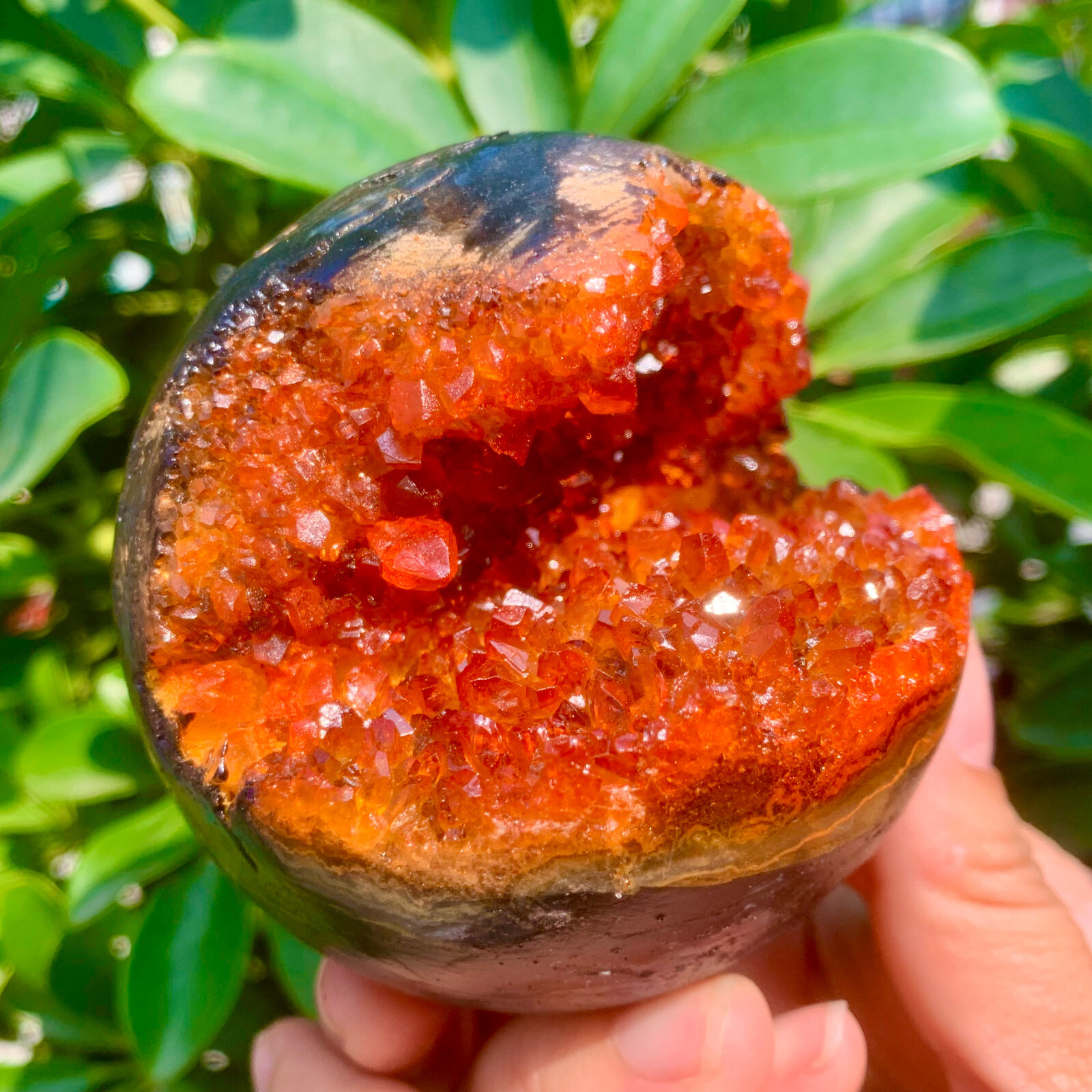 1.26LB Natural Citrine geode quartz crystal open smile sphere Museum Collection