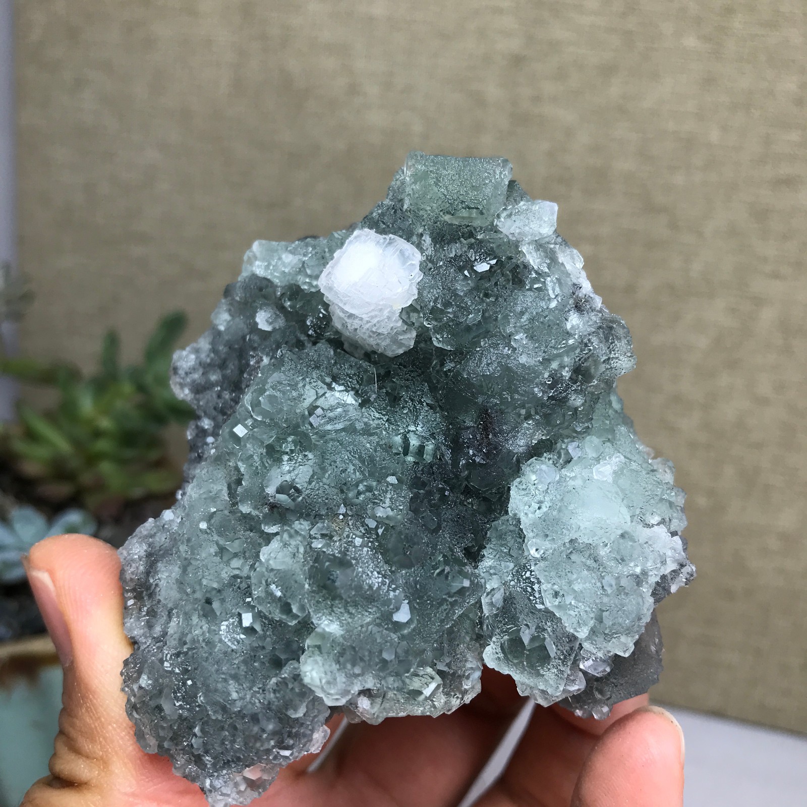 141g NATURAL Green Cubic FLUORITE paragenesis Crystal Cluster Specimen A4783