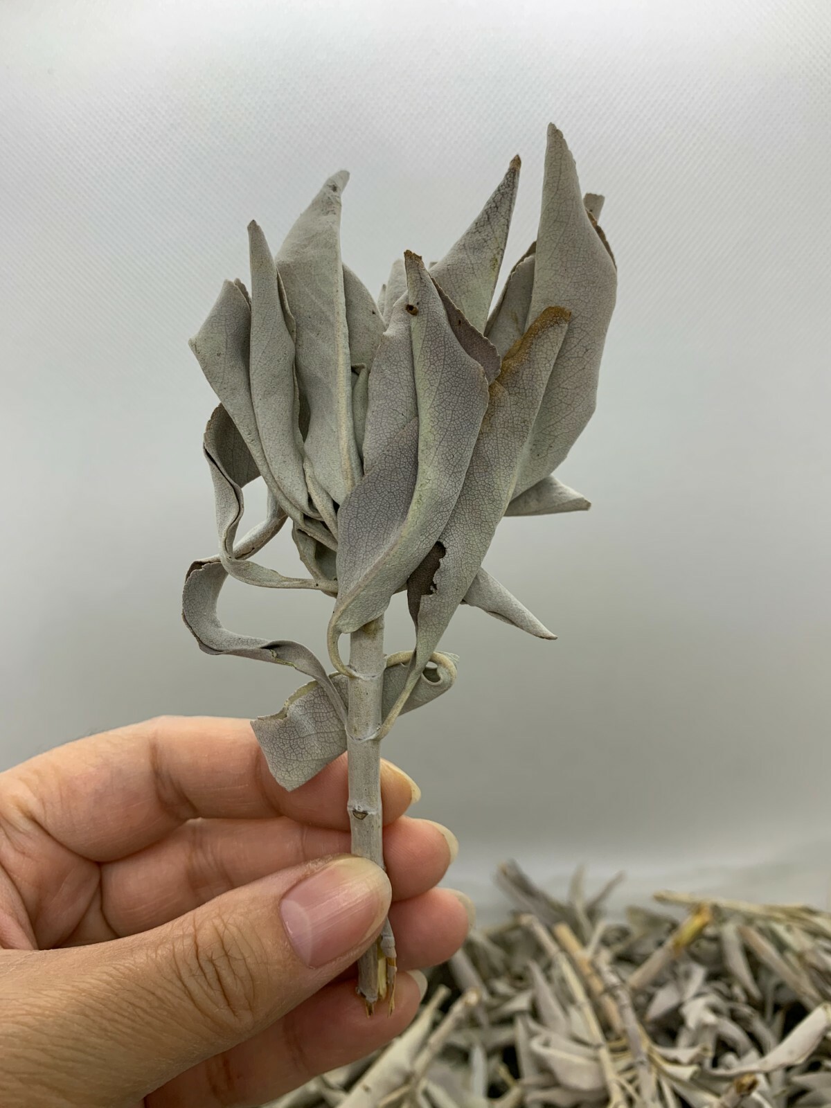 Loose White Sage Smudge Leaves & Clusters, California White Sage Leaves,Bulk Lot