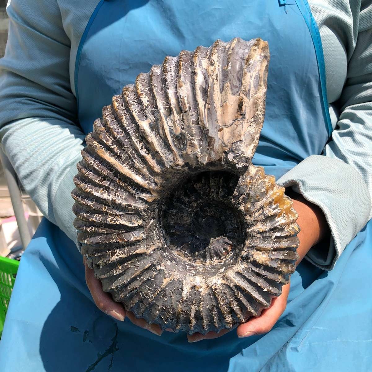 8.84 LB Natural Ammonite Fossil Specimen Home Table Decor Healing Stone 5383