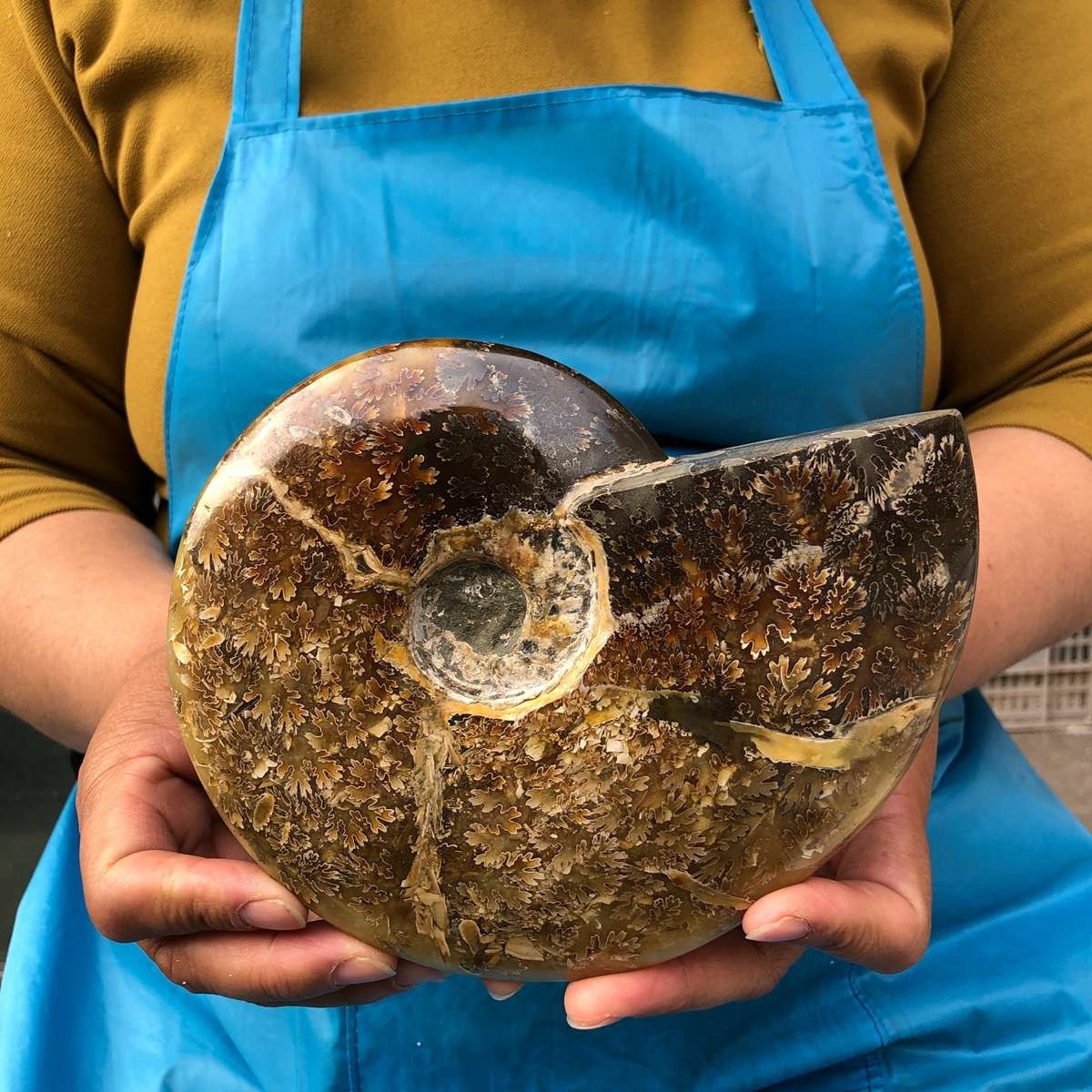 2pc 4.2LB Rare! Natural Tentacle Ammonite Specimen Healing Madagascar