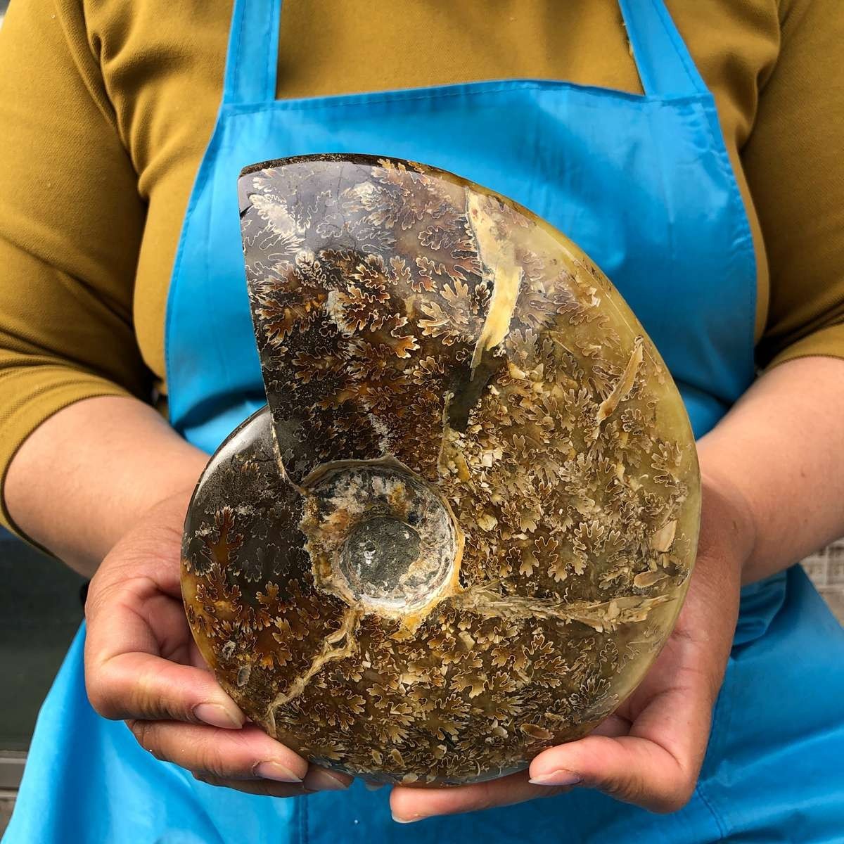 2pc 4.2LB Rare! Natural Tentacle Ammonite Specimen Healing Madagascar