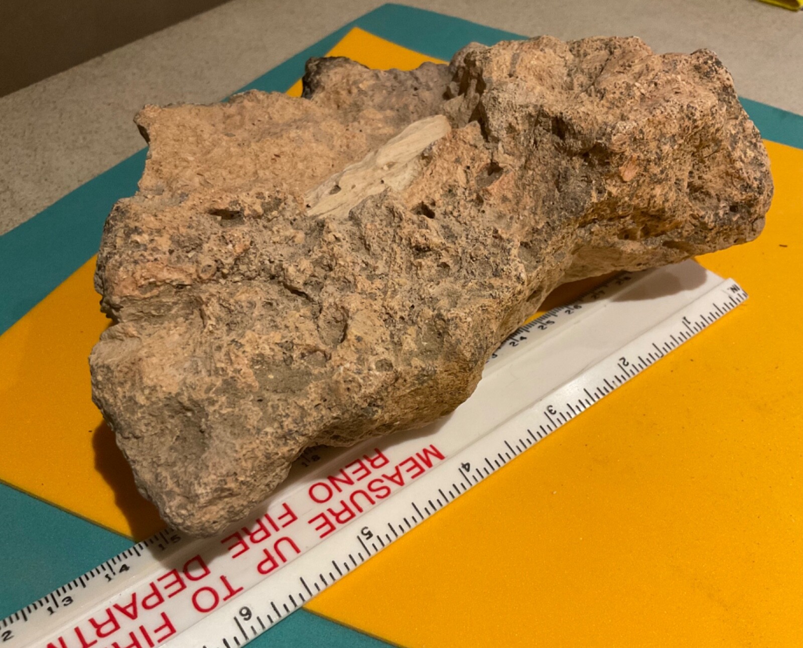 Possible Ichthyasaur bone or Petrafied Wood in rock – from Gabbs, NV
