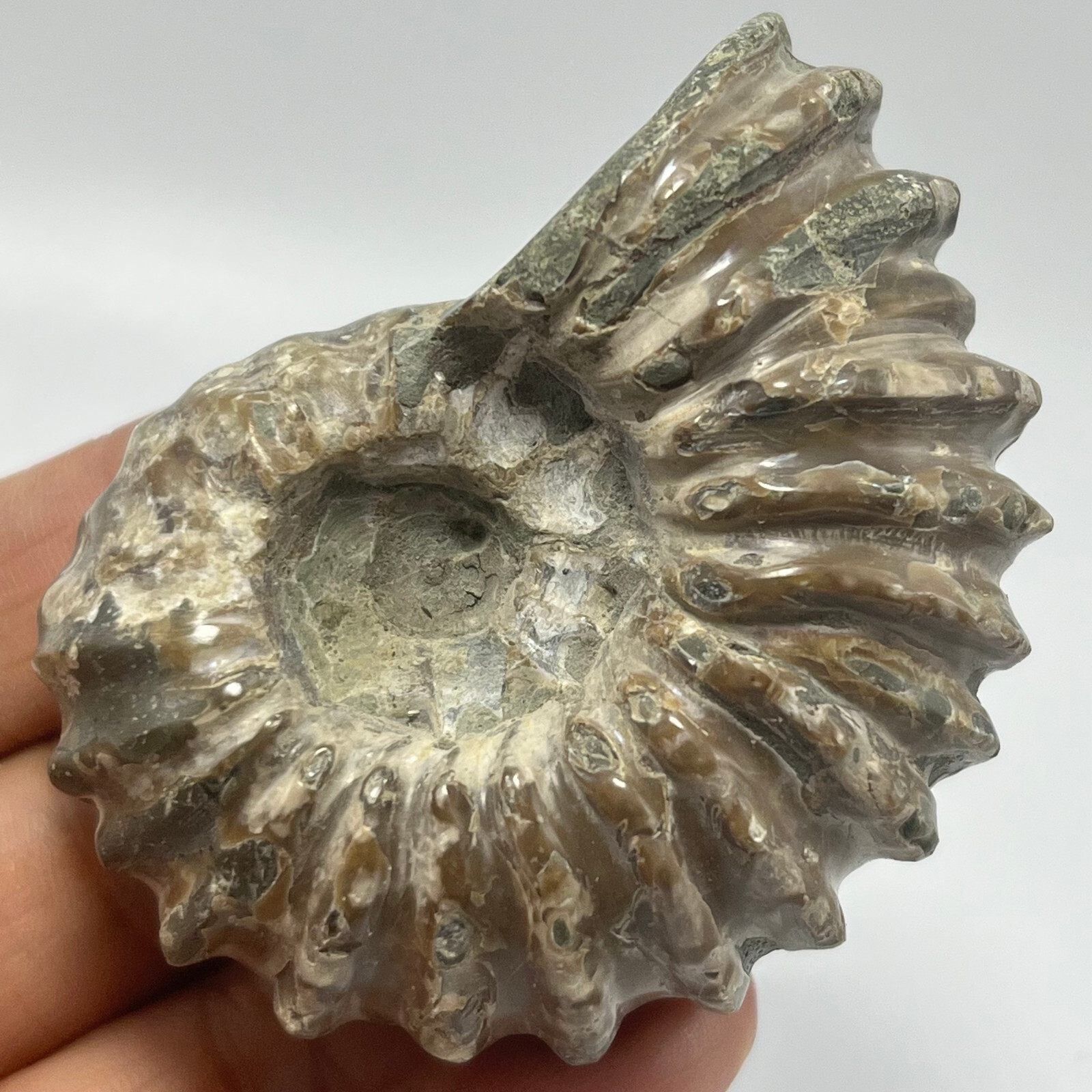 114g Natural conch Ammonite specimens of Madagascar Y43
