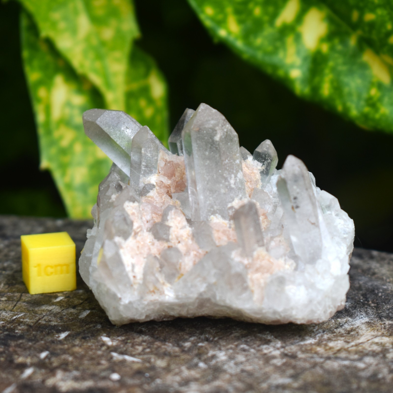 Himalayan Quartz Cluster | Clarity • High Vibration • Spiritual Growth | Natural