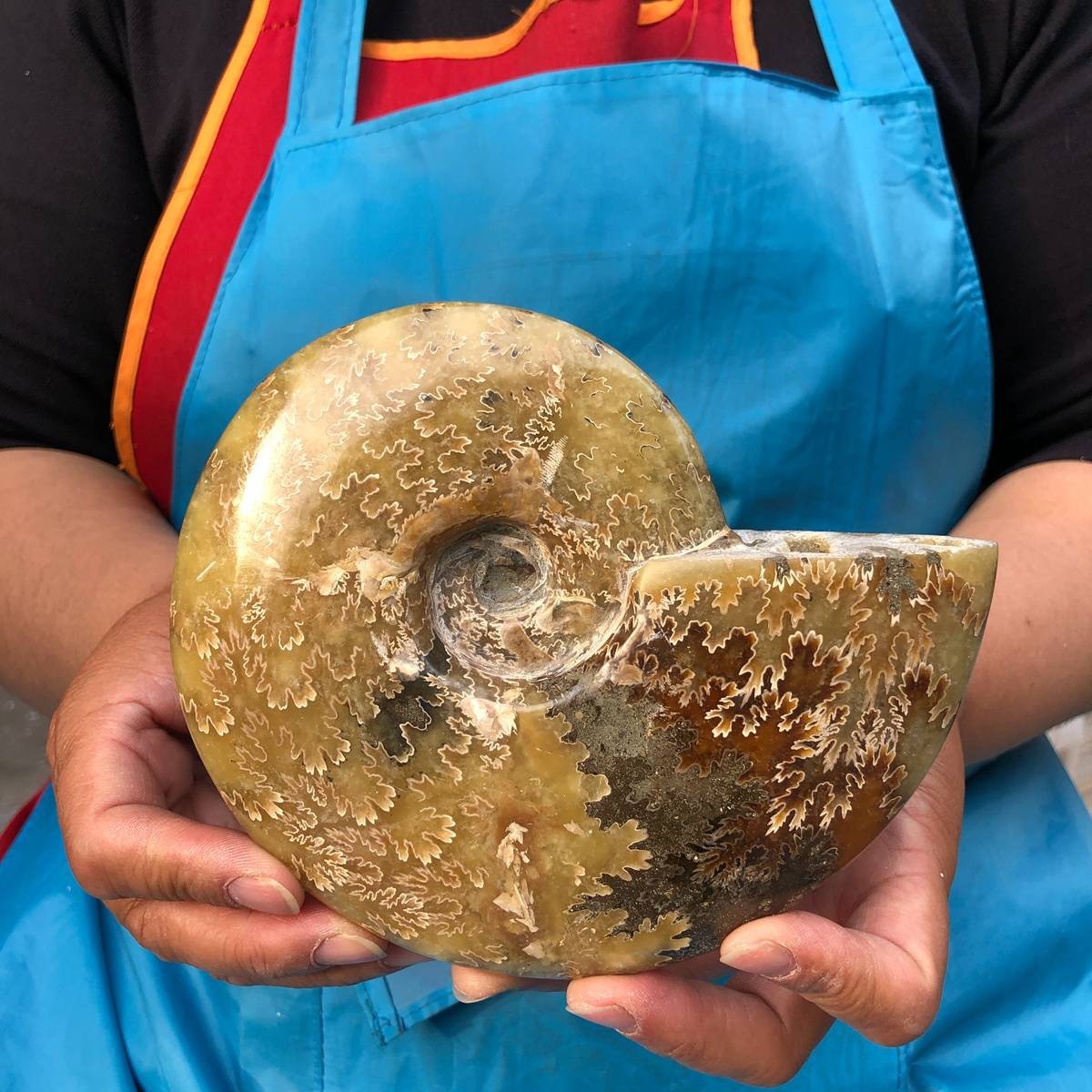 3pieces 1910G Natural Beautiful Ammonite fossil Conch Crystal Specimen 4686