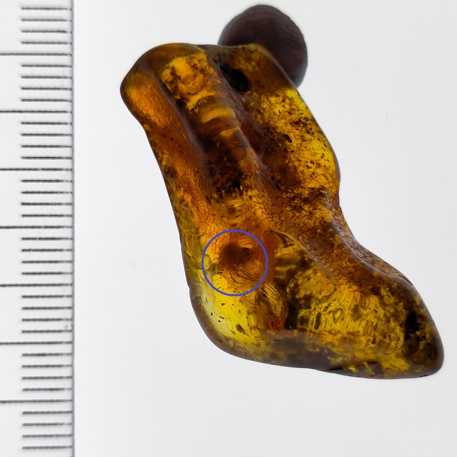 Insect in Amber natural gemstone trapped fossil inclusion Watch Video 11.2ct