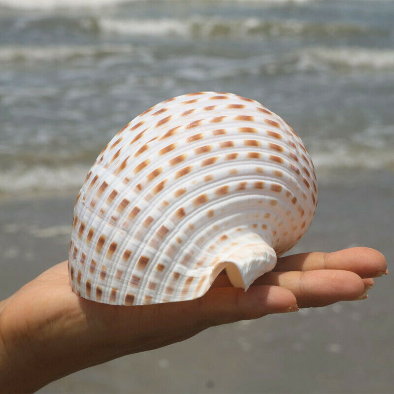 1pc Natural ROOSTER Conch Shell Sea Snail Aquarium Fish Tank Ornament Landscape